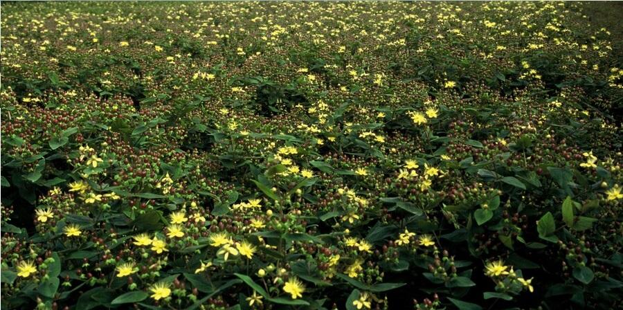 Hypericum Inodorum 'Rheingold' - 20cm - Zimmerpflanze Kaufen