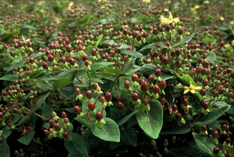 Hypericum Inodorum 'Rheingold' - 20cm - Zimmerpflanze Kaufen