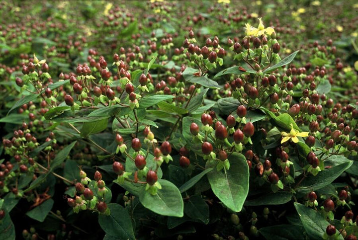 Hypericum Inodorum 'Rheingold' - 20cm - Zimmerpflanze Kaufen