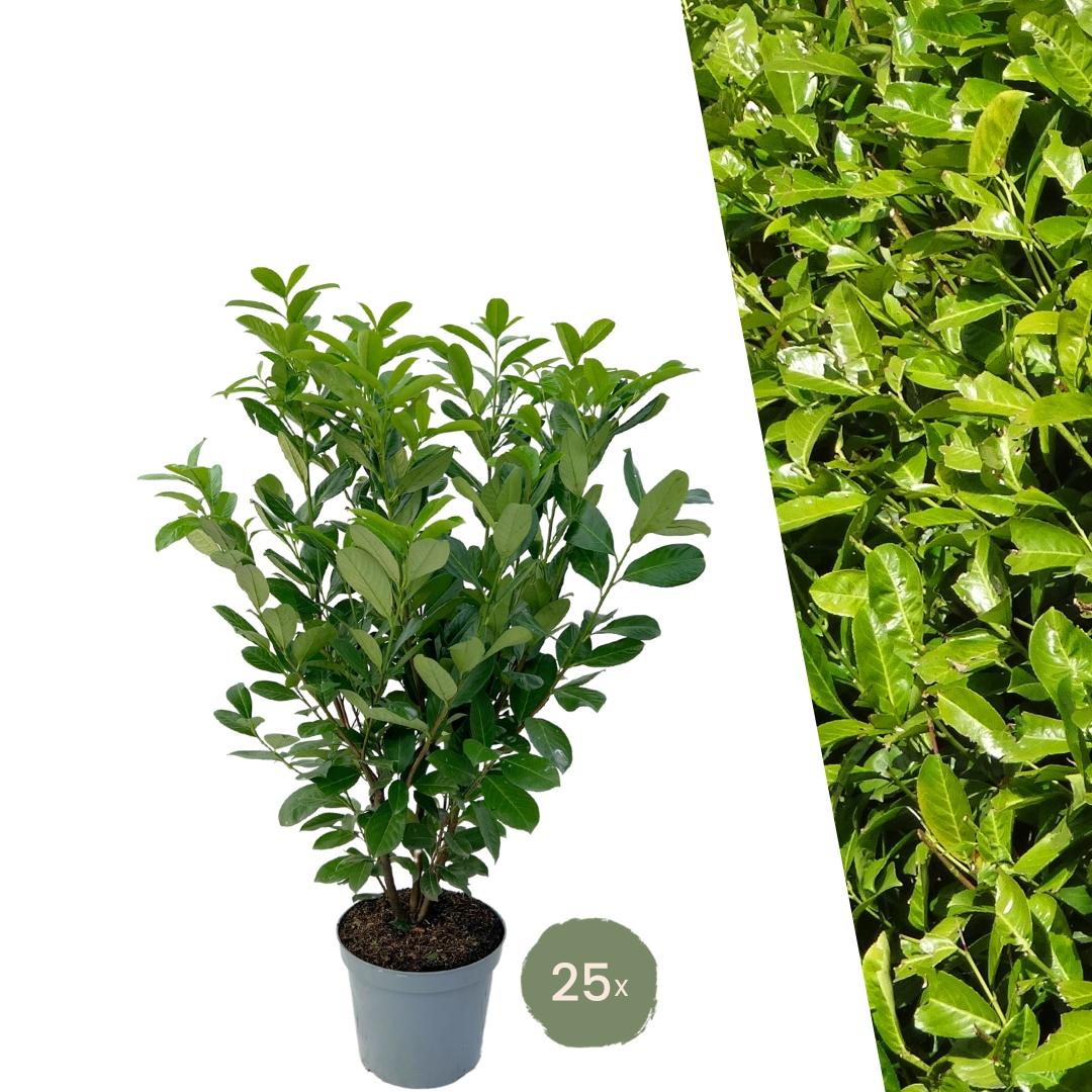 Große Kirschlorbeer Rotundifolia für 10 Meter Hecke – 130cm
