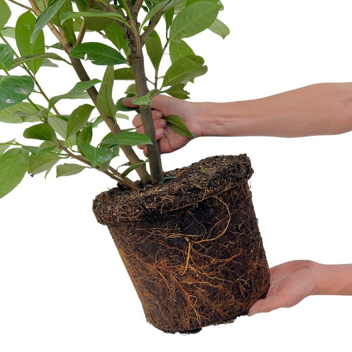 Große Kirschlorbeer Rotundifolia für 10 Meter Hecke – 130cm