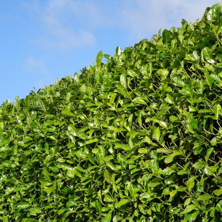 Große Kirschlorbeer Rotundifolia für 10 Meter Hecke – 130cm