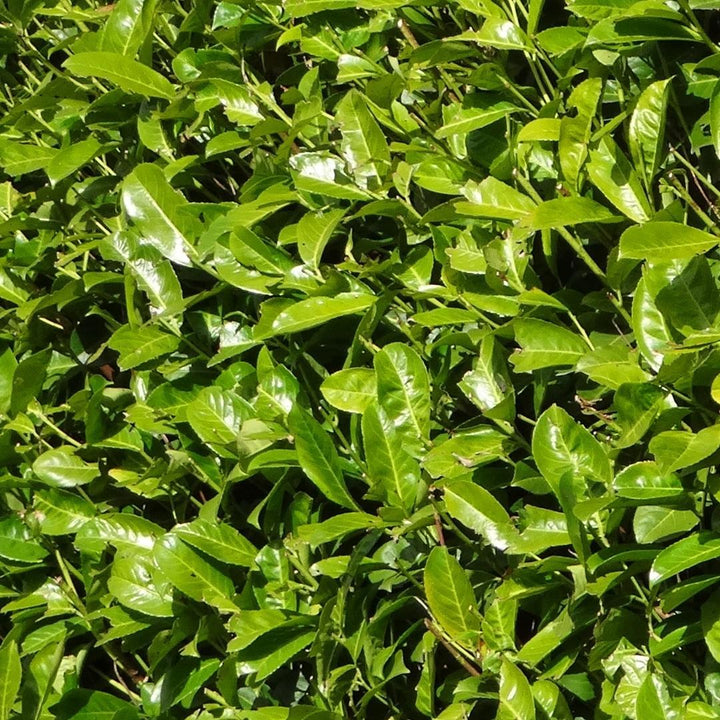 Große Kirschlorbeer Rotundifolia für 10 Meter Hecke – 130cm