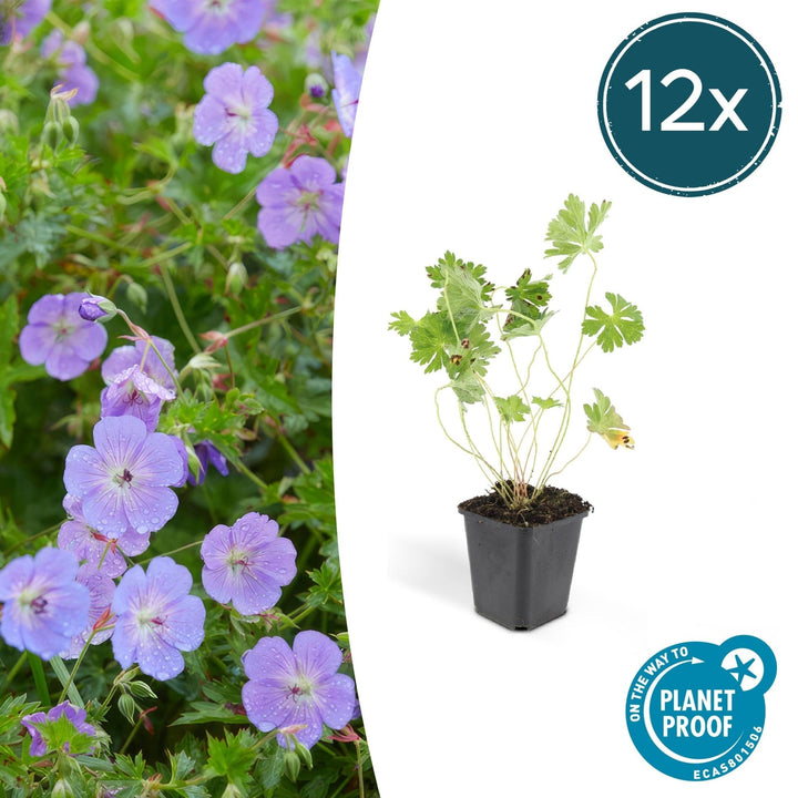 Geranium Rozanne - 20cm - Zimmerpflanze kaufen