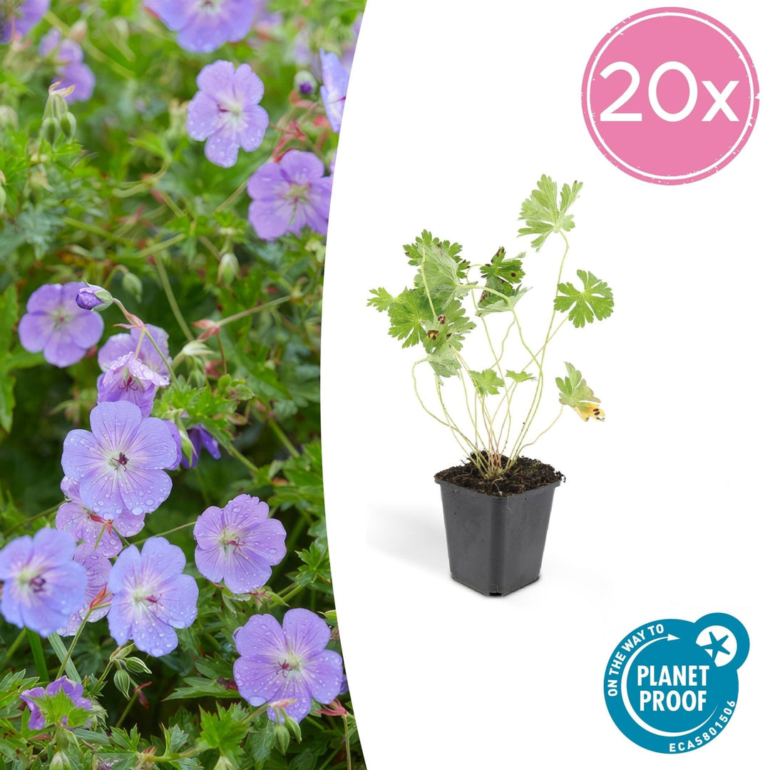 Geranium Rozanne - 20cm - Zimmerpflanze kaufen
