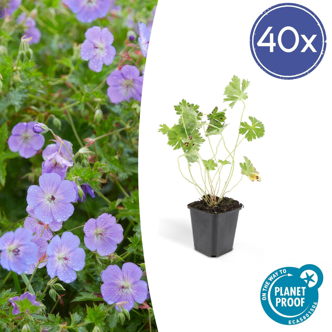 Geranium Rozanne - 20cm - Zimmerpflanze kaufen