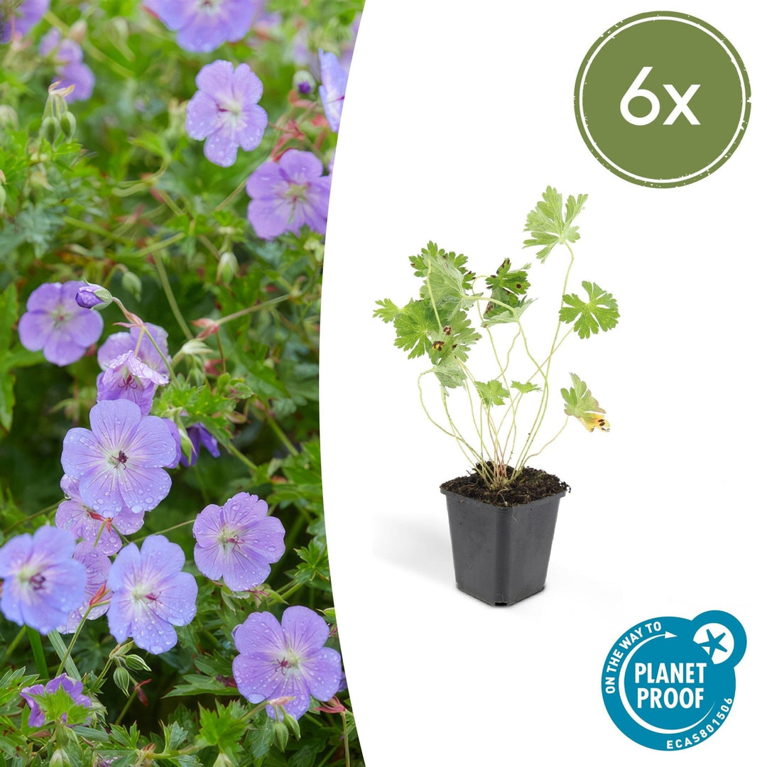 Geranium Rozanne - 20cm - Zimmerpflanze kaufen