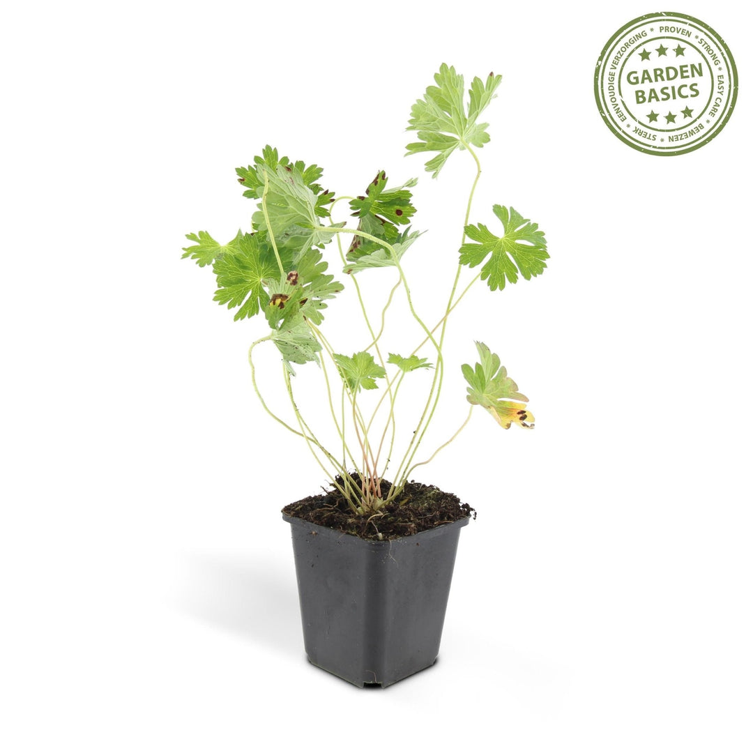 Geranium Rozanne - 20cm - Zimmerpflanze kaufen