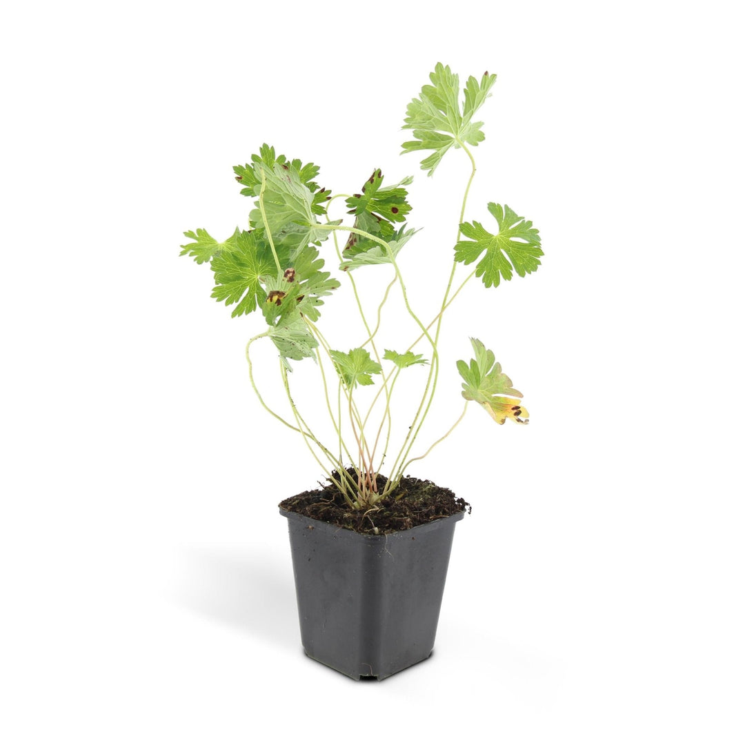 Geranium Rozanne - 20cm - Zimmerpflanze kaufen