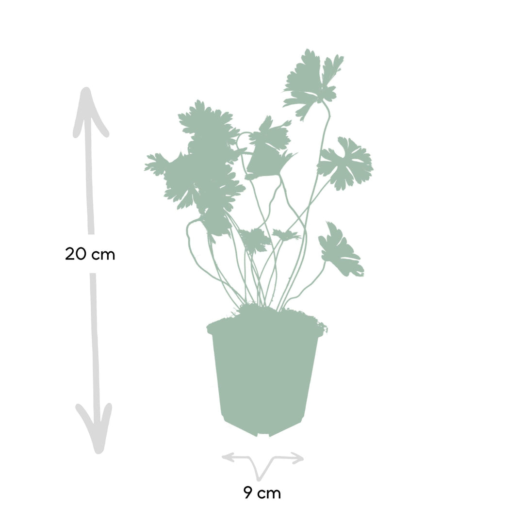 Geranium Rozanne - 20cm - Zimmerpflanze kaufen