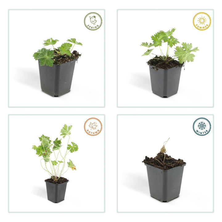 Geranium Rozanne - 20cm - Zimmerpflanze kaufen