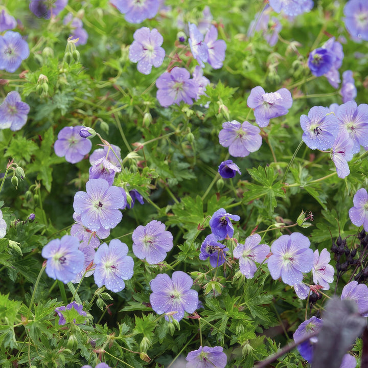 Geranium Rozanne - 20cm - Zimmerpflanze kaufen