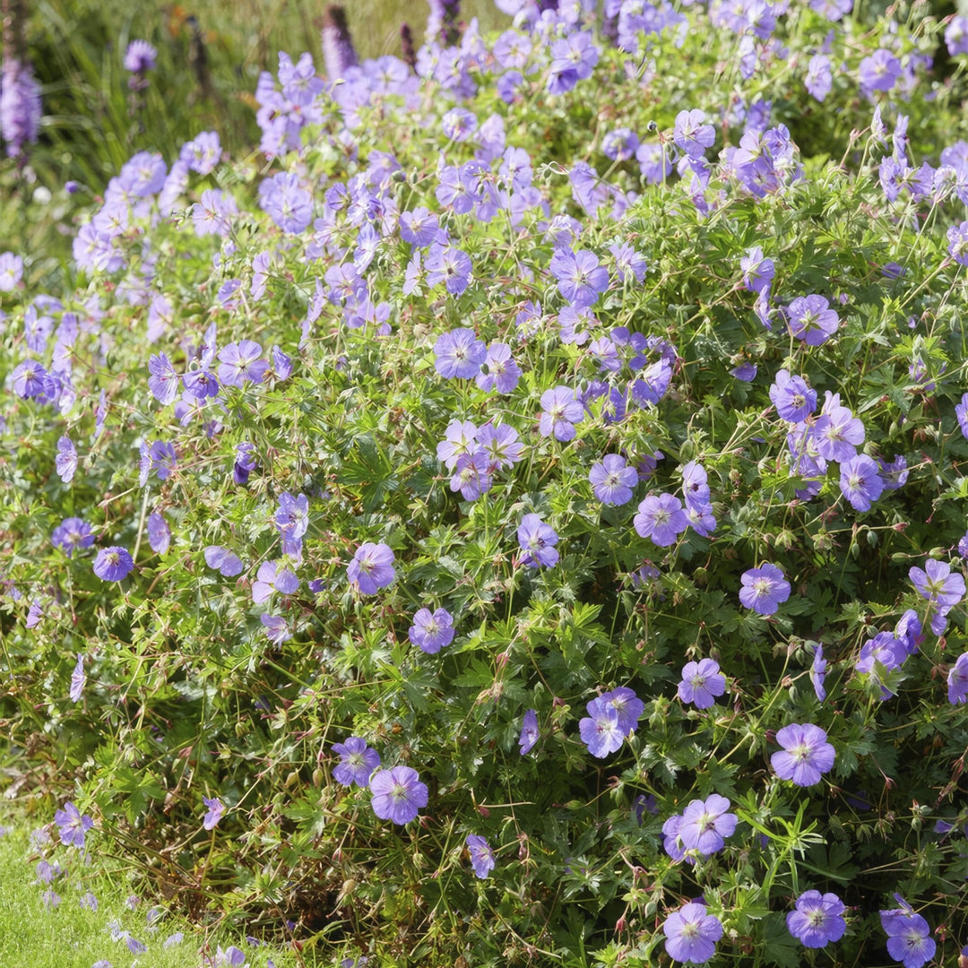 Geranium Rozanne - 20cm - Zimmerpflanze kaufen