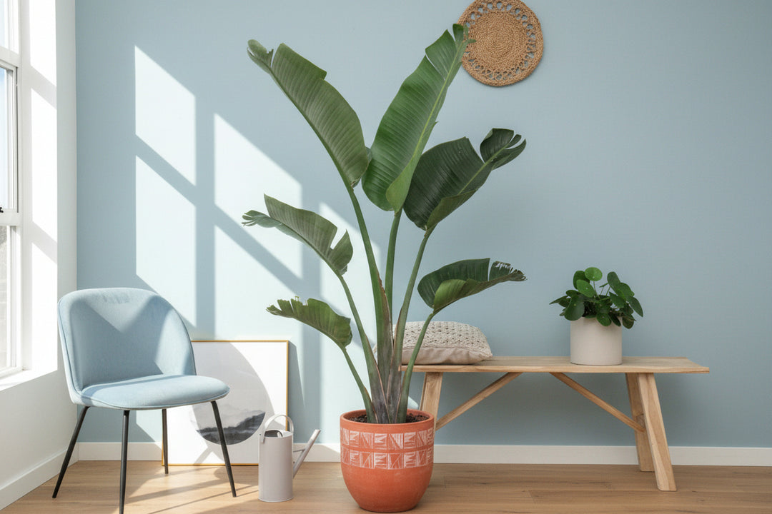 Strelitzia Augusta - Ø30 - 180cm - Paradijsvogelplant