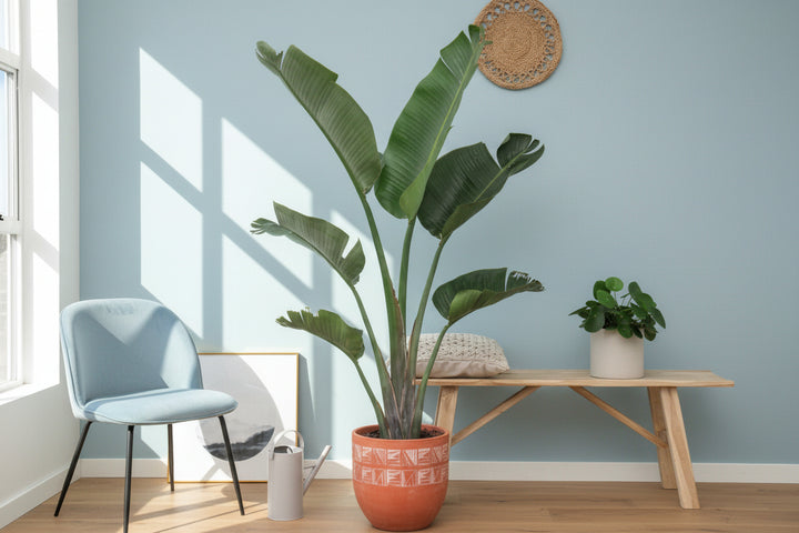 Strelitzia Augusta - Ø30 - 180cm - Paradijsvogelplant