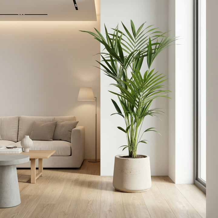 Kentia palm - 180cm - Acheter une plante d'intérieur