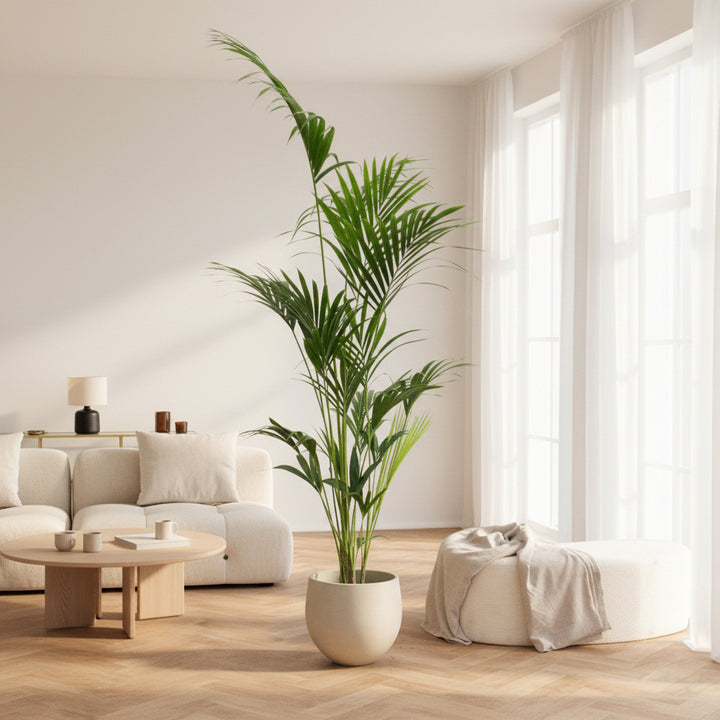 Kentia palm - 180cm - Acheter une plante d'intérieur