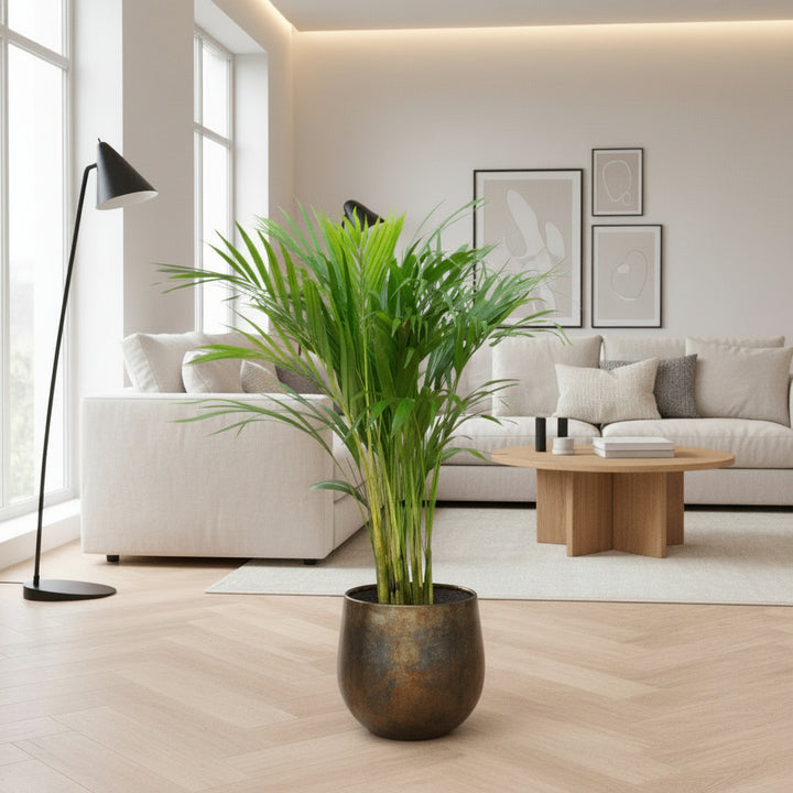 Dypsis Lutescens (Arecapalme) - 70cm - Goldfruchtpalme | Kaufen