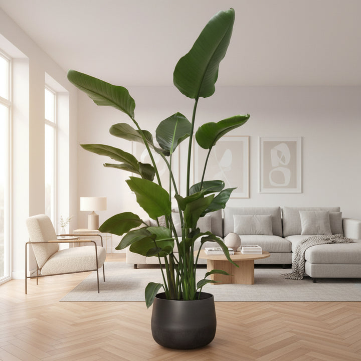 Strelitzia Nicolai - Ø24 - 170cm - Paradijsvogelplant