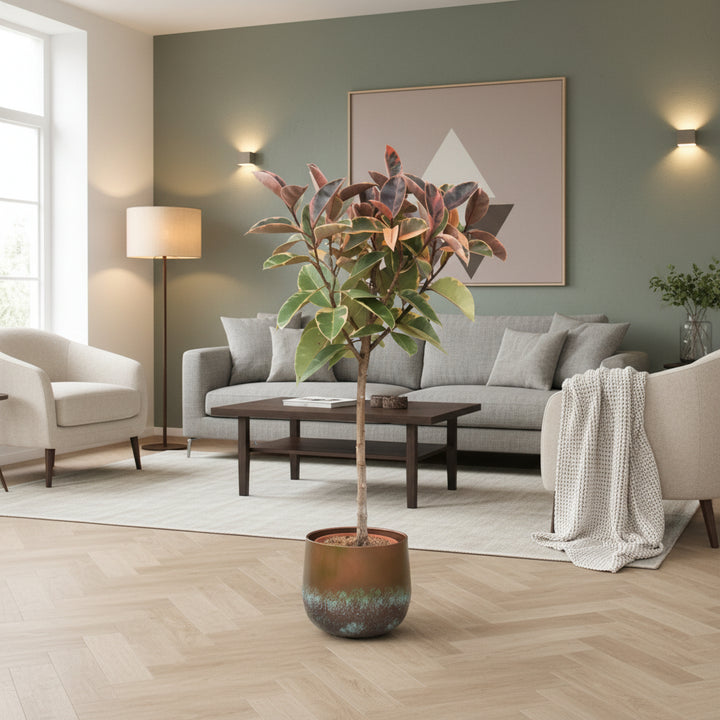 Ficus Elastica Belize auf Stamm - 130cm - Gummibaum