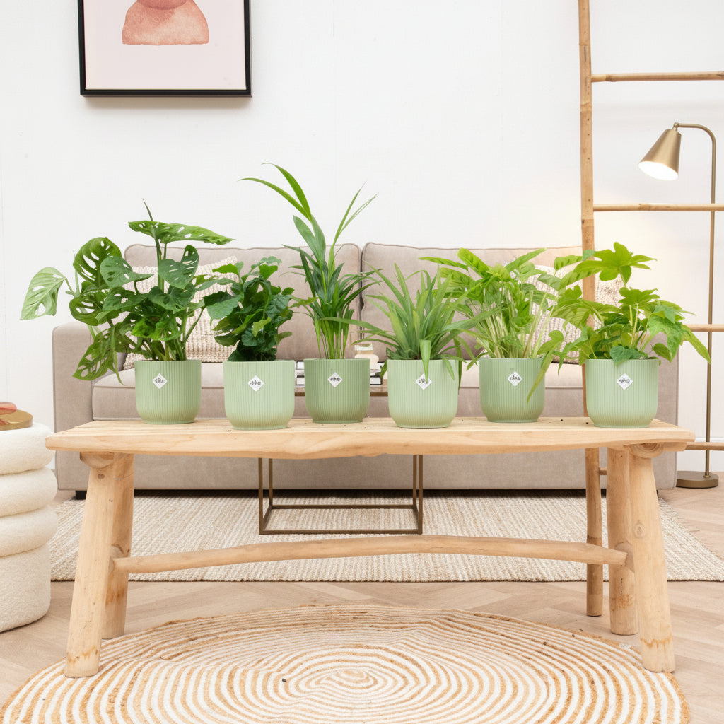 Überraschungsbox - 6 Pflanzen inkl. elho Vibes Fold Round Ø14