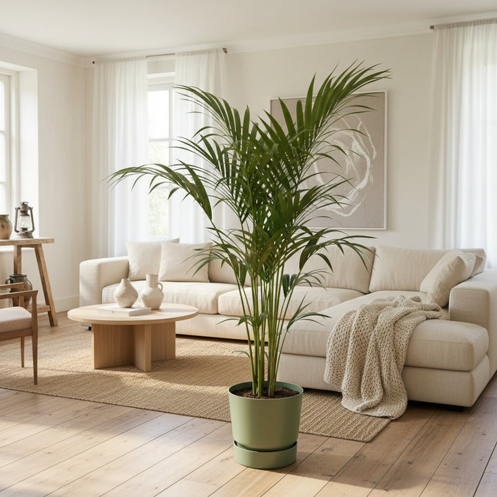 Kentia-Palme - 160 cm - Zimmerpflanze kaufen