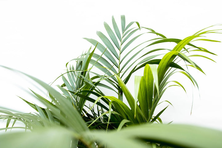 Dypsis Lutescens (Areca-Palme) - 130cm - Goldfruchtpalme | Kaufen