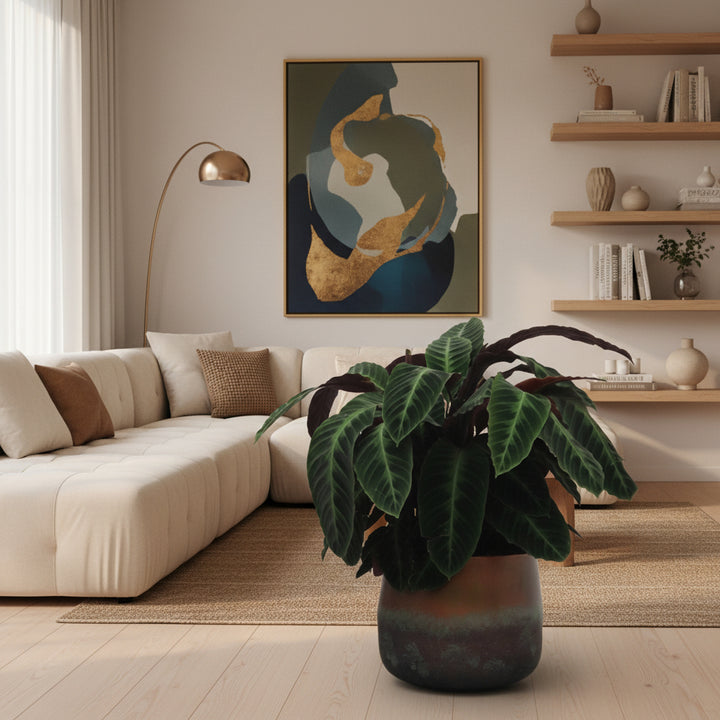 Calathea Warscewiczii - 90 cm