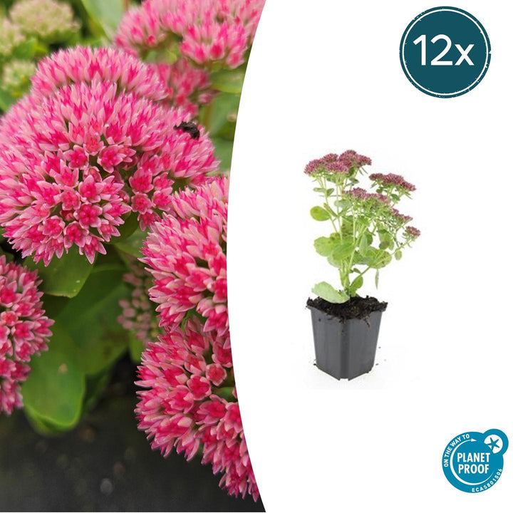 Sedum 'Herbstfreude' - 20cm - Plante grasse Succulente | Acheter