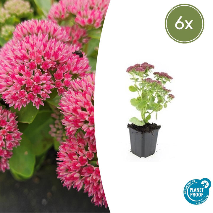 Sedum 'Herbstfreude' - 20cm - Plante grasse Succulente | Acheter