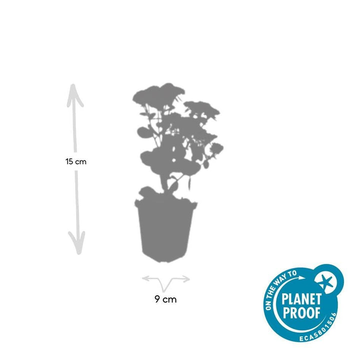Sedum 'Herbstfreude' - 20cm - Plante grasse Succulente | Acheter