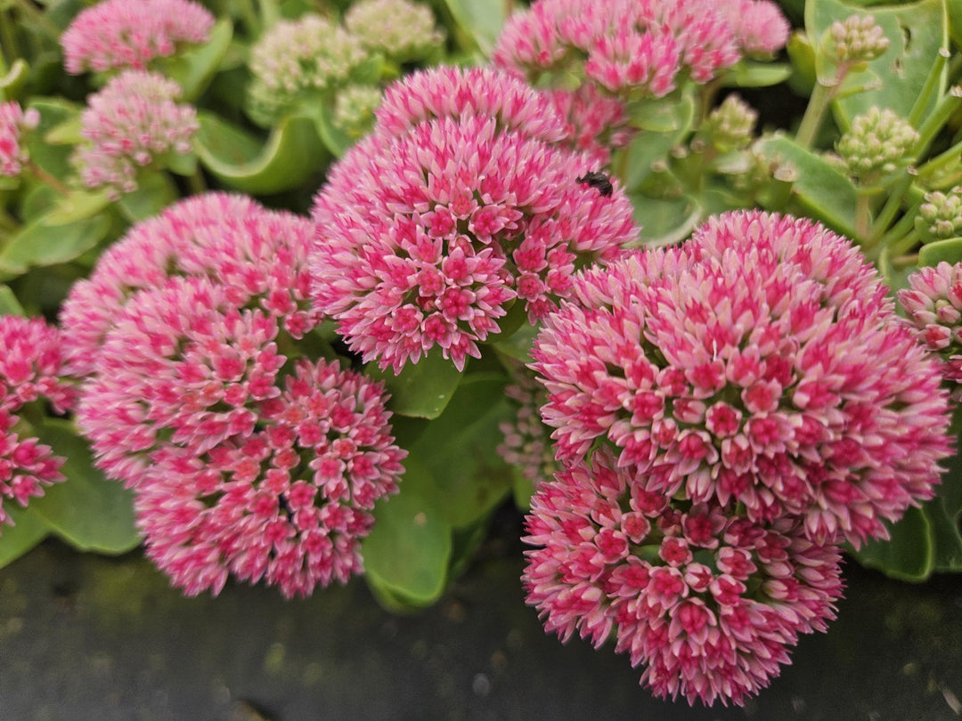 Sedum 'Herbstfreude' - 20cm - Plante grasse Succulente | Acheter
