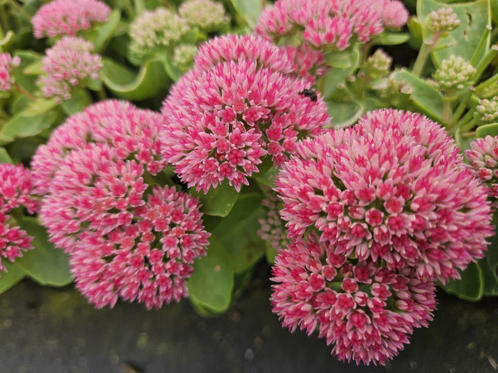 Sedum 'Herbstfreude' - 20cm - Plante grasse Succulente | Acheter