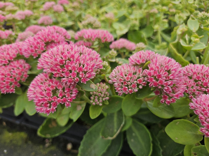 Sedum 'Herbstfreude' - 20cm - Plante grasse Succulente | Acheter