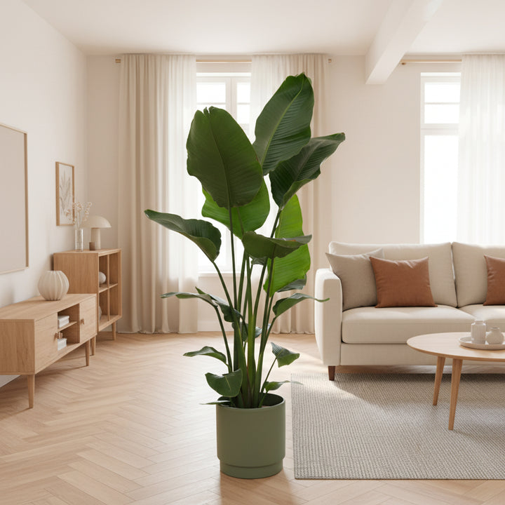 Strelitzia Nicolai - Ø24 - 170cm - Paradijsvogelplant