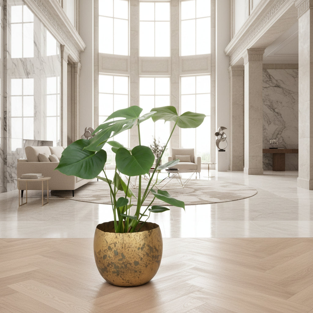 Monstera Deliciosa - Ø17 - 70cm - Gatenplant - Kamerplant