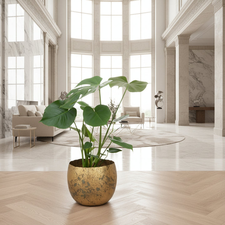 Monstera Deliciosa - Ø17 - 70cm - Gatenplant - Kamerplant