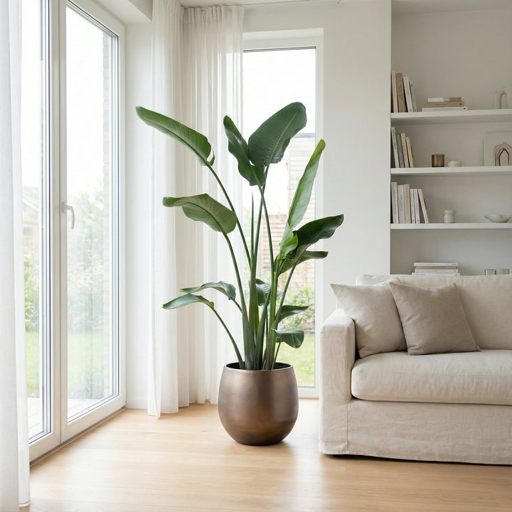 Strelitzia Nicolai - Ø24 - 170cm
