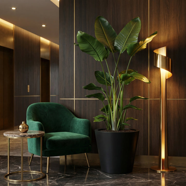 Strelitzia Nicolai - Ø24 - 170cm