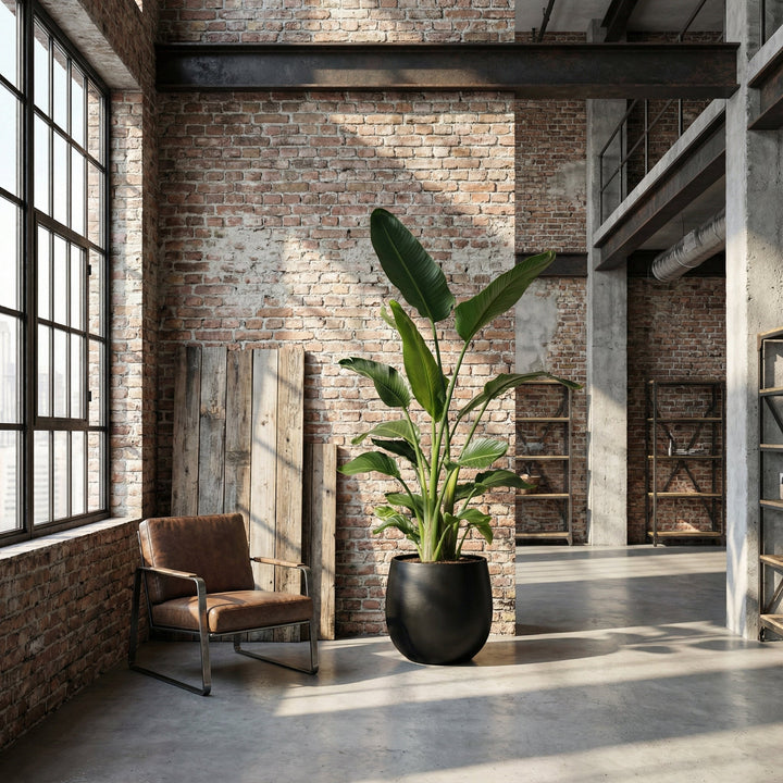 Strelitzia Nicolai - Ø24 - 170cm