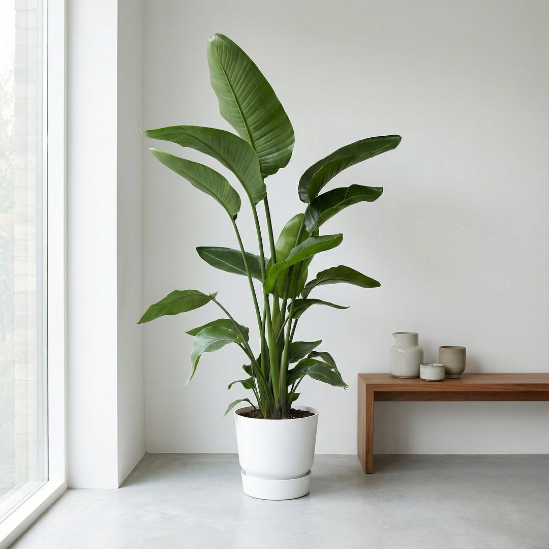 Strelitzia Nicolai - Ø24 - 170cm