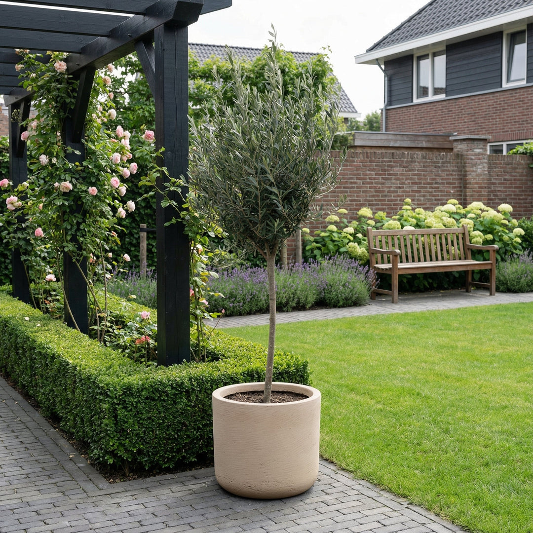 Olea Europaea auf Stamm – 160cm – Zimmerpflanze kaufen