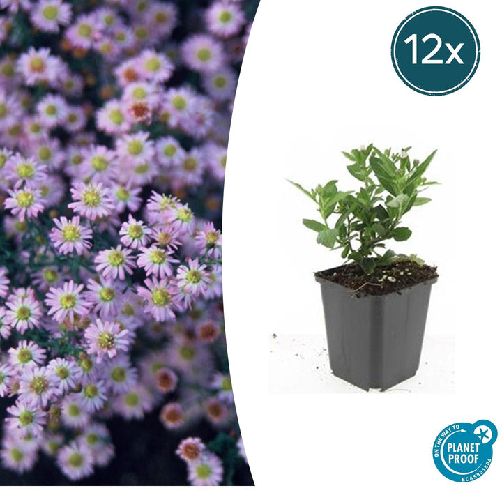 Aster ageratoides 'Stardust' - 20cm - Zimmerpflanze kaufen