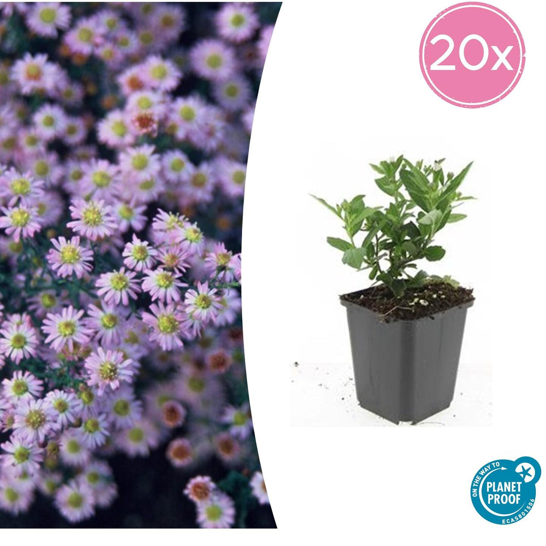 Aster ageratoides 'Stardust' - 20cm - Zimmerpflanze kaufen