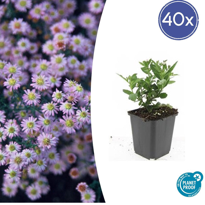 Aster ageratoides 'Stardust' - 20cm - Zimmerpflanze kaufen