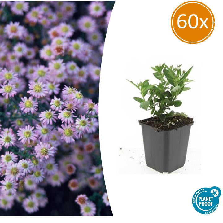 Aster ageratoides 'Stardust' - 20cm - Zimmerpflanze kaufen