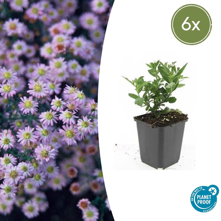 Aster ageratoides 'Stardust' - 20cm - Zimmerpflanze kaufen