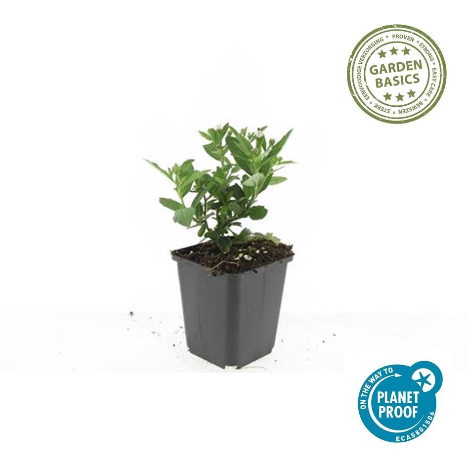 Aster ageratoides 'Stardust' - 20cm - Zimmerpflanze kaufen