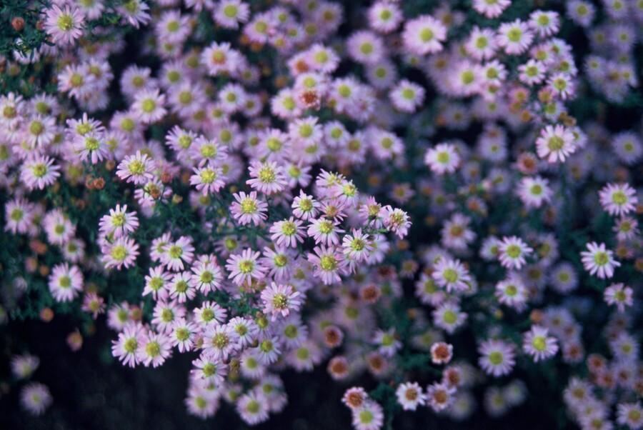 Aster ageratoides 'Stardust' - 20cm - Zimmerpflanze kaufen