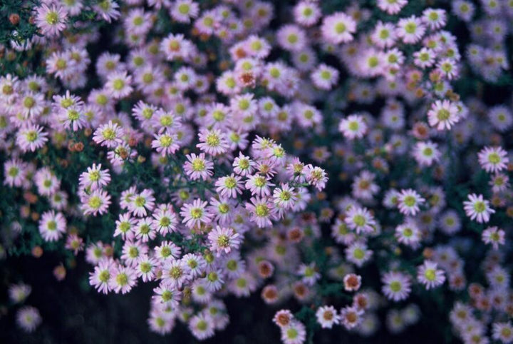 Aster ageratoides 'Stardust' - 20cm - Zimmerpflanze kaufen